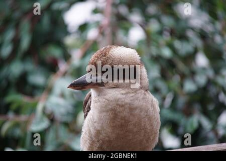 Nahaufnahme eines niedlichen lachenden Kookaburra-Vogels auf einem verschwommenen Hintergrund aus Blättern in einem Garten Stockfoto