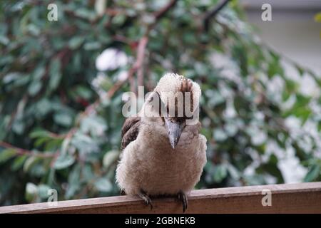 Mollig wenig lachende kookaburra, die auf einem Holzzaun in einem Garten mit verschwommenem Hintergrund steht Stockfoto