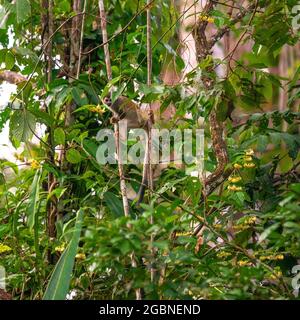 Eichhörnchen-Affe (Saimiri) in seiner natürlichen Umgebung des Amazonas-Regenwaldes, Yasuni-Nationalpark, Ecuador. Stockfoto