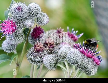 Flatow, Deutschland. Juli 2021. Eine Wiesenhummel sitzt auf der Blume eines Filzburdocks. Quelle: Jens Kalaene/dpa-Zentralbild/ZB/dpa/Alamy Live News Stockfoto