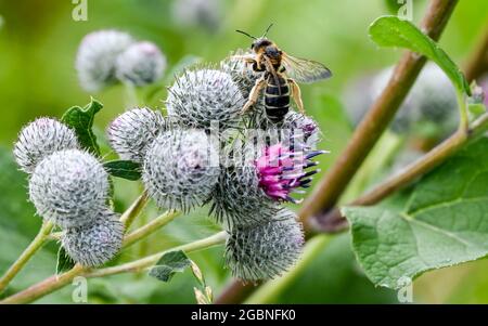 Flatow, Deutschland. Juli 2021. Eine Wiesenhummel sitzt auf der Blume eines Filzburdocks. Quelle: Jens Kalaene/dpa-Zentralbild/ZB/dpa/Alamy Live News Stockfoto