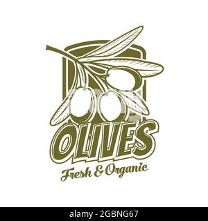 Symbol für frische Oliven, Vektor-Symbol für Bio-Lebensmittel. Flaschenanhänger aus extra nativem Olivenöl mit grünen Olivenfrüchten und Blättern, italienisch, griechisch oder mediter Stock Vektor