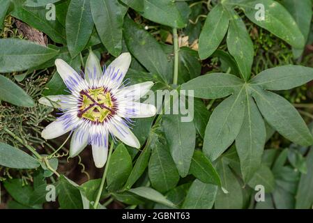 Nahaufnahme der Passionsblume. Geöffnete Passionsblumenblume auf den Blättern. Stockfoto