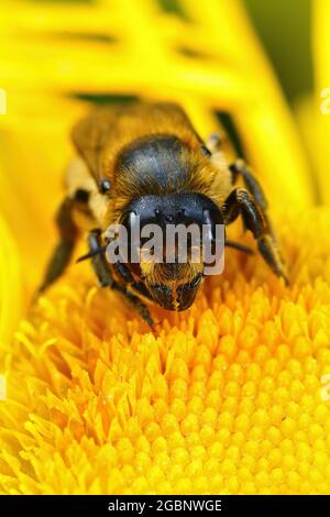 Vertikale Makroaufnahme einer haarigen weiblichen Willughby-Blätterbiene, Megachile Willughbiella Stockfoto