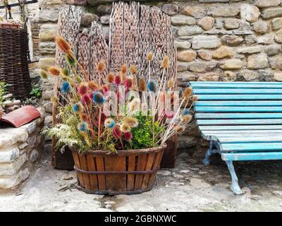 Ländlicher Blumentopf voller dekorativer und auffälliger farbiger Disteln Stockfoto