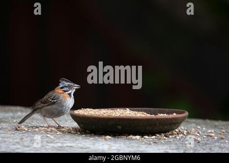 Rupus-halsiger Spatz, der Samen aus einer Tonschüssel in der Hacienda Cusin in den Anden von Ecuador isst (auch bekannt als Andenspatz). (Zonotrichia capensis) Stockfoto