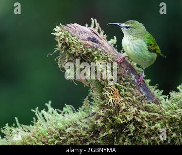 Rotbeinige Honigblättrige, die auf einem Baumzweig im nördlichen Regenwald Costa Ricas thront, weiblicher Vogel (Cyanerpes cyaneus) Stockfoto