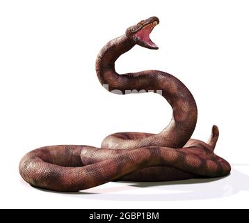 Titanoboa, die größte Schlange, die je lebte, isoliert auf weißem Hintergrund Stockfoto