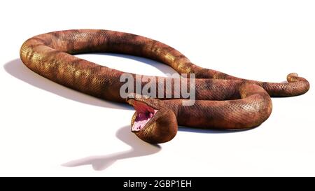 Titanoboa cerrejonensis, mit bis zu 12.8 Metern die größte jemals entdeckte Schlangenart, isoliert auf weißem Hintergrund Stockfoto