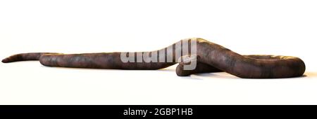 Titanoboa cerrejonensis, mit bis zu 12.8 Metern die größte jemals entdeckte Schlangenart, isoliert auf weißem Hintergrund Stockfoto