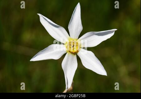 Selektiver Fokus der blühenden, schönen weißen nargis-Blume vor dem verschwommenen Hintergrund Stockfoto