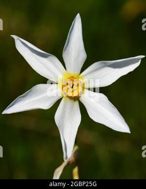 Selektiver Fokus der blühenden, schönen weißen nargis-Blume vor dem verschwommenen Hintergrund Stockfoto