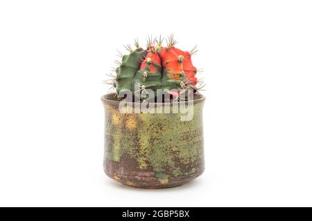 Ein kleiner Kaktus (gymnocalycium) in Keramiktopf auf weißem Hintergrund. Stockfoto