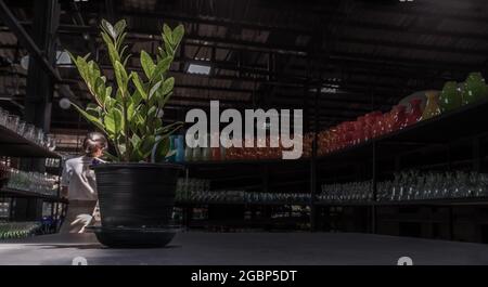 Zanzibar Gem (Zamioculcas Zamifolia) ist eine Zierpflanze, die beim Filtern der Luft hilft und Giftstoffe im schwarzen Topf auf dem Tisch im Glaswarenlager aufnimmt Stockfoto