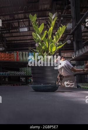 Zanzibar Gem (Zamioculcas Zamifolia) ist eine Zierpflanze, die beim Filtern der Luft hilft und Giftstoffe im schwarzen Topf auf dem Tisch im Glaswarenlager aufnimmt Stockfoto