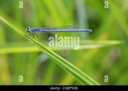 Weibliche Ostschwanzdamselfly (Ischnura verticalis) in Iowa Stockfoto