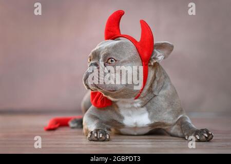 Französischer Bulldogge Hund mit roten Teufelshörnern, Schwanz und Fliege Halloween Kostüm vor grauem Hintergrund Stockfoto