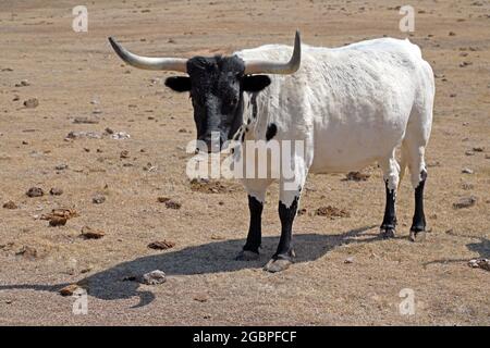 zoologie / Tiere, Säugetiere / Säugetiere, Rinder, (Bos), Rinder, (Bos primigenius forma taurus), ADDITIONAL-RIGHTS-CLEARANCE-INFO-NOT-AVAILABLE Stockfoto