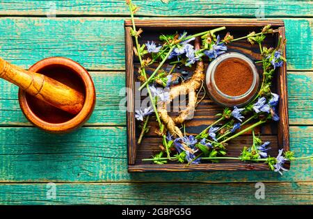 Zichorien-Wurzel und Zichorien-Blumen auf rustikalem Holzhintergrund.Wilde Pflanze in der alternativen Medizin.Cichorium intybus Stockfoto