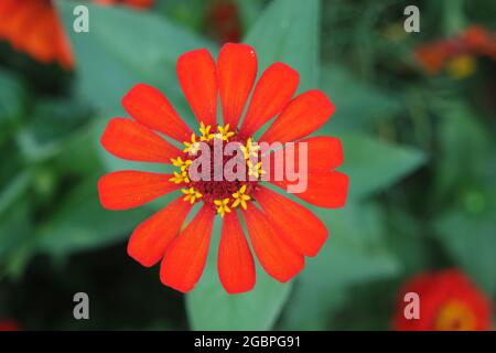 Eine lebhafte rote Zinnia elegans Blume mit grünem Blatthintergrund Stockfoto