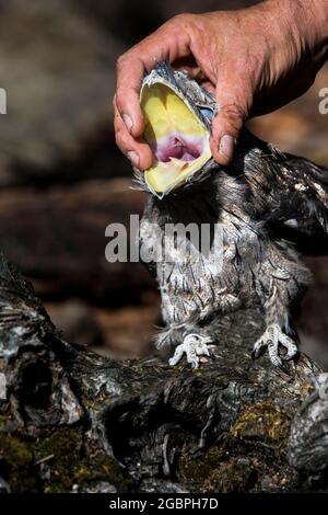 Waldschaumkauz (Podargus strigoides), Quelle: John Fairclough / Avalon Stockfoto