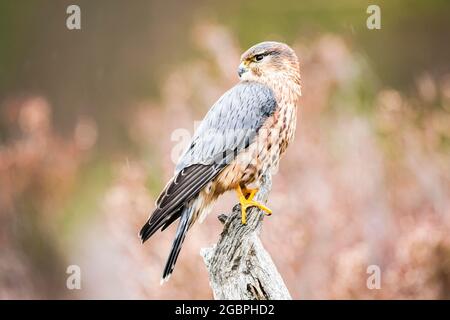 Merlin (Falco columbarius) in den schottischen Cairngorms, Credit:John Fairclough / Avalon Stockfoto
