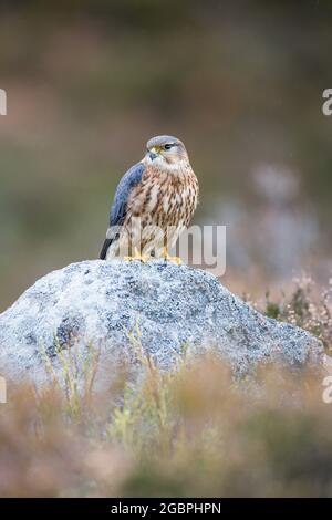 Merlin (Falco columbarius) in den schottischen Cairngorms, Credit:John Fairclough / Avalon Stockfoto