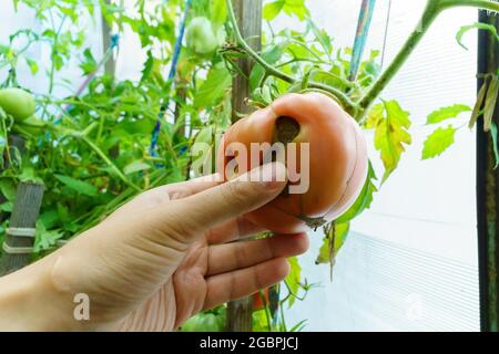 Verfaulen Sie auf der roten Tomate in Bauernhand. Nahaufnahme. Ernteprobleme. Krankheit von Tomaten. Stockfoto