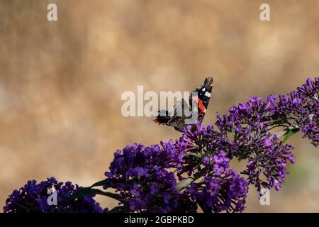 Roter Admiralschmetterling (Vanessa atalanta) auf Schmetterlingsbusch (Buddleja davidii) Stockfoto