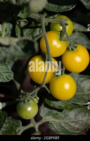 Gelbe Kirschtomaten reifen auf der Rebe. Die Auswahl ist perfekt auf der Terrasse Stockfoto