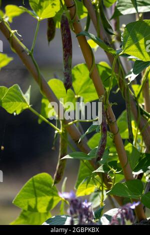 Borlotti Bohnenschoten wachsen im Garten Stockfoto