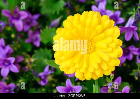 botanik, Ringelblume, Calendula officinalis, Schweiz, NICHT-EXKLUSIV-VERWENDUNG FÜR DIE FALTSCHACHTELKARTE-GRUSSKARTE-POSTKARTE-VERWENDUNG Stockfoto