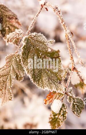 Der Wald war mit Schnee bedeckt und dennoch erleben wir einen sehr starken Haw Frost., Credit:John Fairclough / Avalon Stockfoto