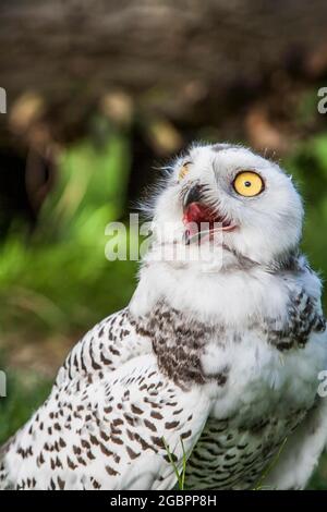 Snowy Owl (Bubo scandiacus) juvenile, Schottland. Kontrollierte Bedingungen, Credit:John Fairclough / Avalon Stockfoto