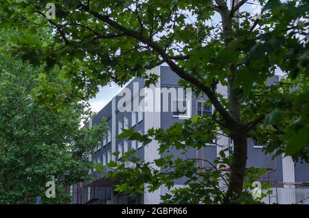 Graues Gebäude mit weißen Fenstern und Gerüsten hinter Platanenzweigen. Grüne Blätter verbergen eine schöne Fassade mit sich wiederholenden quadratischen Fenstern. Mo Stockfoto
