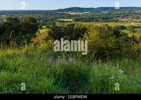 Blick über die Hügel und die Landschaft von Surrey vom Ranmore Common Denbies Hillside mit wildem Majoran im Vordergrund Stockfoto