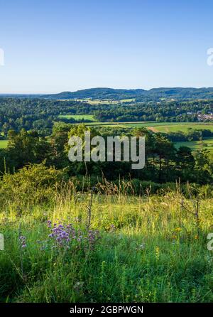 Blick über die Hügel und die Landschaft von Surrey vom Ranmore Common Denbies Hillside mit wildem Majoran im Vordergrund Stockfoto