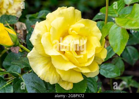 Rose 'Korlillub' (rosa) eine gelbe mehrjährige Frühling Sommer Herbst Blume Strauch bekannt als 'Lichtkonigin Lucia', Stock Foto Bild Stockfoto