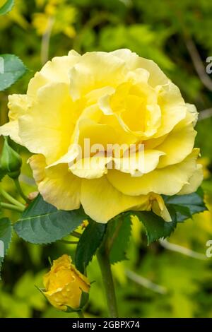 Rose 'Korlillub' (rosa) eine gelbe mehrjährige Frühling Sommer Herbst Blume Strauch bekannt als 'Lichtkonigin Lucia', Stock Foto Bild Stockfoto