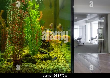 Großes Hausaquarium mit Cichliden im stilvollen Interieur Stockfoto