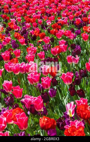 England, Hampshire, Romsey, Ampfield, Hillier Gardens, Bunte Tulpen in Blüte Stockfoto