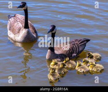 Gänsefamilie in Windmill Island Gardens, in Holland, Michigan. Stockfoto