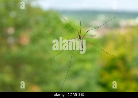 Cran Fly mit langen Beinen auf einem Fenster sitzen Stockfoto