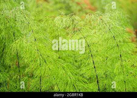 Schöne Schachtelhalm Pflanzen in einem Sumpf Stockfoto