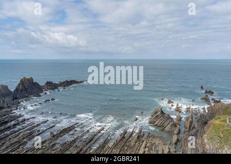 Zerklüftete Felsen neben Hartland Quay vom Südwestküstenpfad an der Küste von North Devon Stockfoto