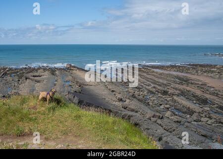 Border Terrier Genießen Sie den South West Coast Path an der Mündung von Speke's Mill in der Nähe des Hartland Quay an der nördlichen Küste von Devon. Stockfoto