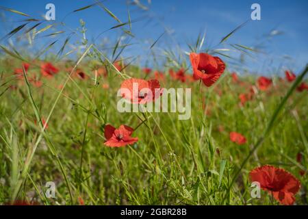 In den South Downs zwischen den grünen Gräsern gibt es lebhafte Mohnblumen Stockfoto