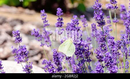 Zitronenfalter ernährt sich von Nektar aus duftenden Lavendelblüten. Pflanzen, die Schmetterlinge und andere Insekten anziehen. Landschaftsgestaltung in der mediterranen st Stockfoto