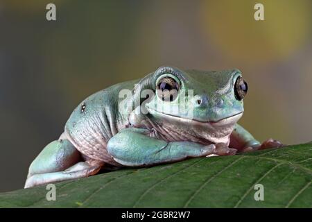 Baumfrosch sitzt auf einem Blatt, dumpy Frosch close-up Stockfoto