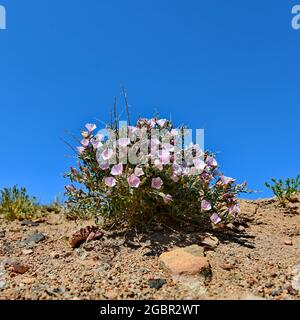 Bindweed Convolvulus cephalopodus, gefunden in Charyn Canyon. Einsamer Busch in der Wüste, ist vollständig mit zarten violetten Blüten bedeckt. Stockfoto